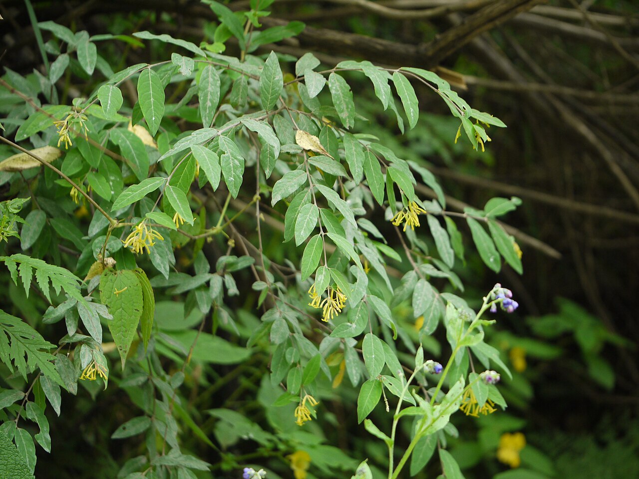 Wikstroemia canescens: Wikstroemia canescens