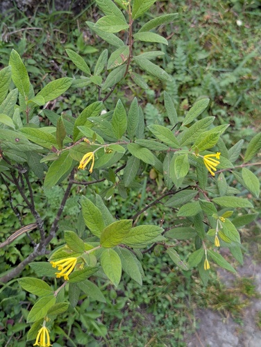 Wikstroemia canescens (Wikstroemia canescens)