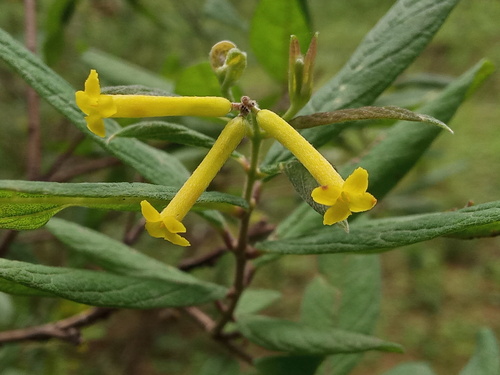 Wikstroemia canescens (Wikstroemia canescens)