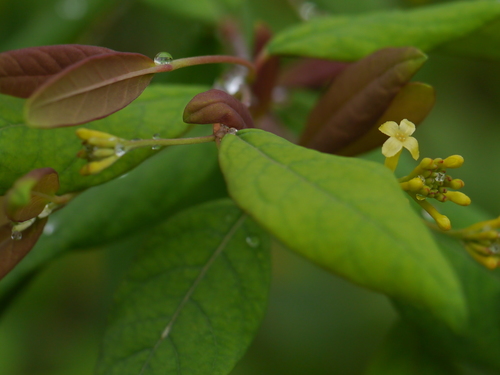 Wikstroemia canescens (Wikstroemia canescens)