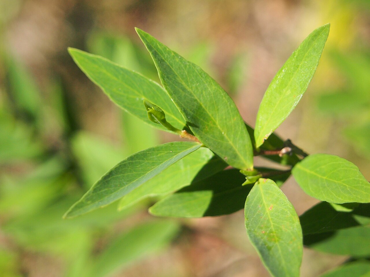 Wikstroemia indica: Wikstroemia indica foliage
