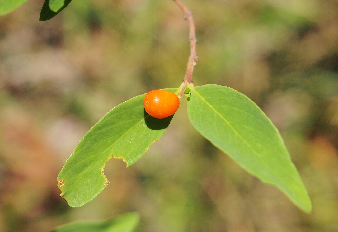 Wikstroemia indica: Wikstroemia indica fruit