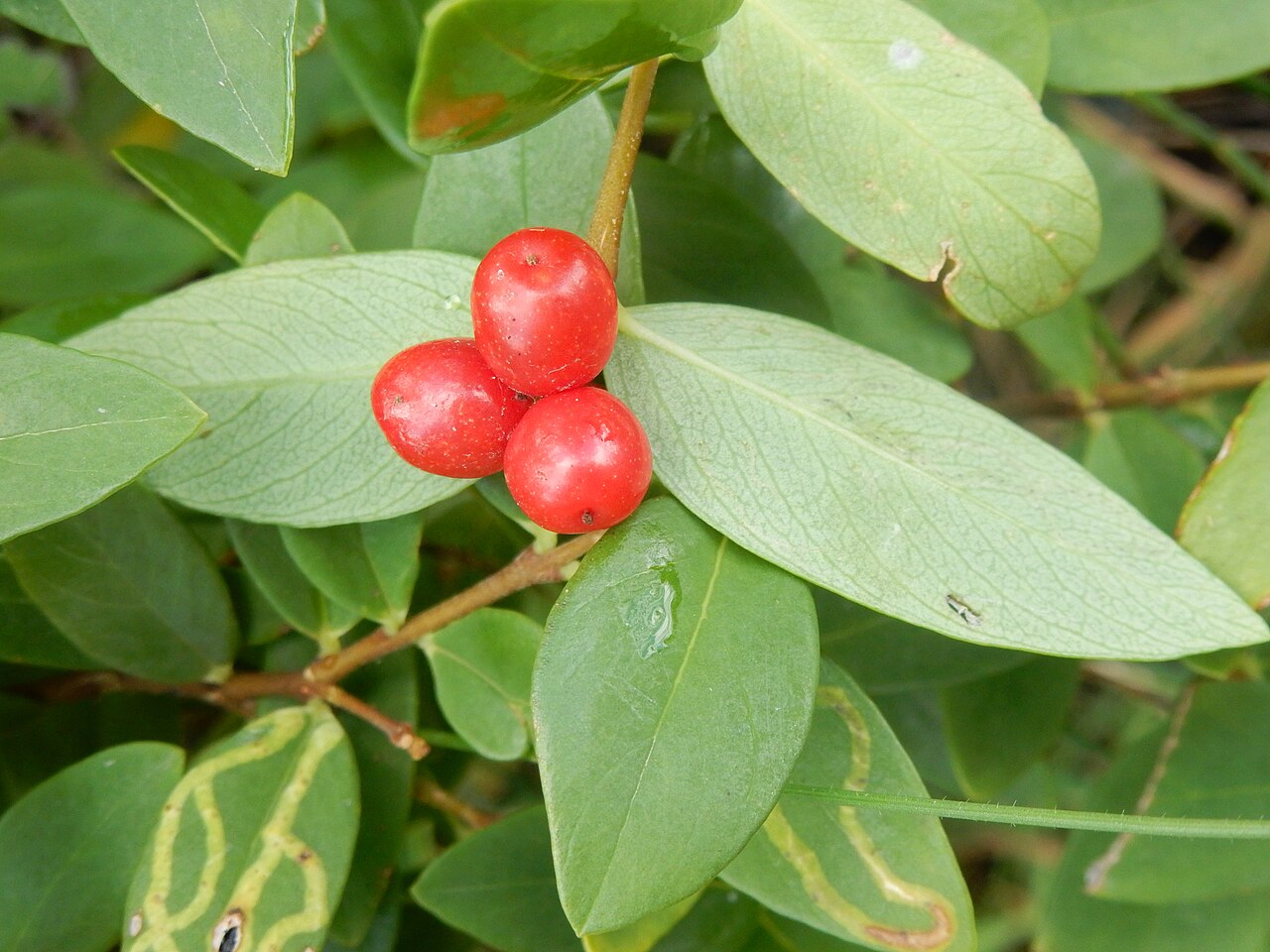 Wikstroemia indica: Wikstroemia indica growing at Dee Why, Sydney Australia -33.766596, 151.300986