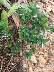 Wikstroemia monnula (Wikstroemia monnula)
