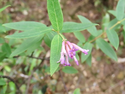 Wikstroemia monnula (Wikstroemia monnula)