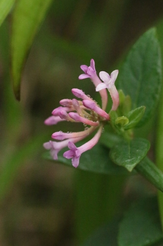 Wikstroemia monnula (Wikstroemia monnula)