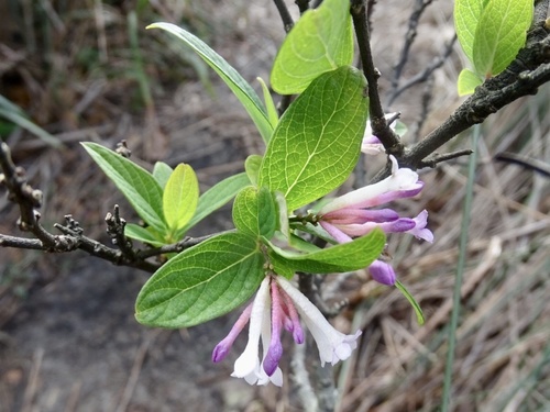 Wikstroemia monnula (Wikstroemia monnula)
