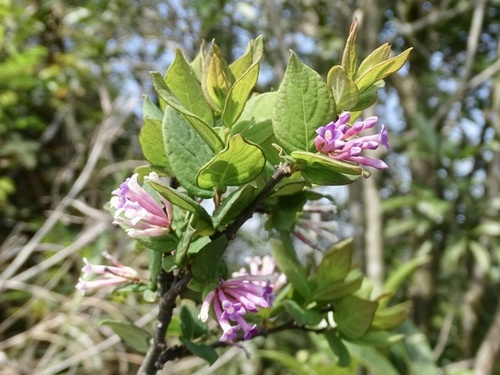 Wikstroemia monnula (Wikstroemia monnula)
