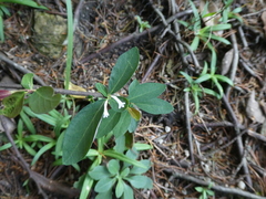 Wikstroemia monnula (Wikstroemia monnula)