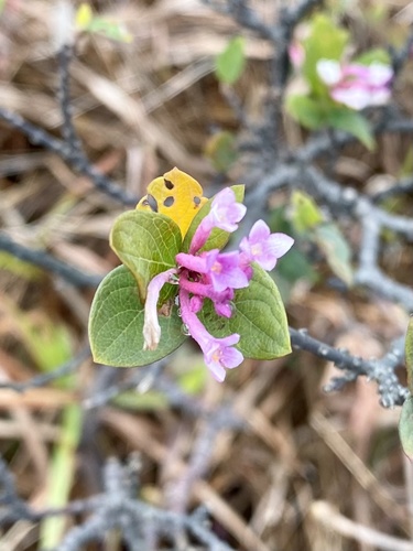 Wikstroemia monnula (Wikstroemia monnula)