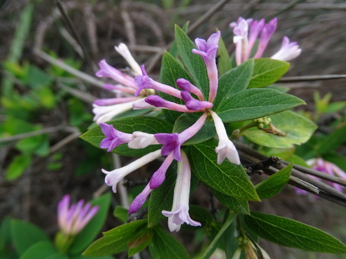 Wikstroemia monnula (Wikstroemia monnula)