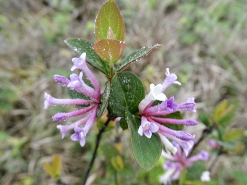 Wikstroemia monnula (Wikstroemia monnula)
