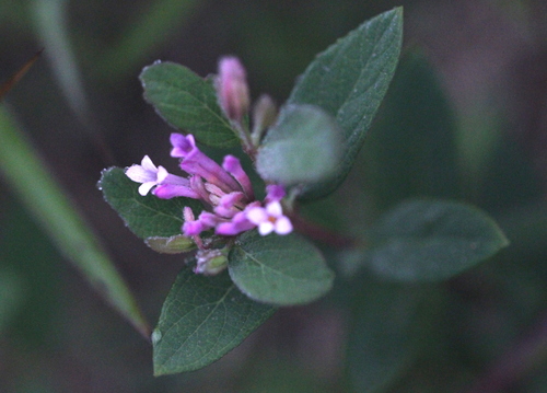 Wikstroemia monnula (Wikstroemia monnula)
