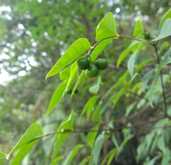 Wikstroemia nutans (Wikstroemia nutans)