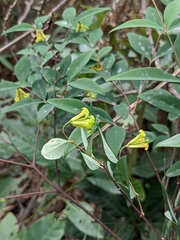 Wikstroemia nutans (Wikstroemia nutans)