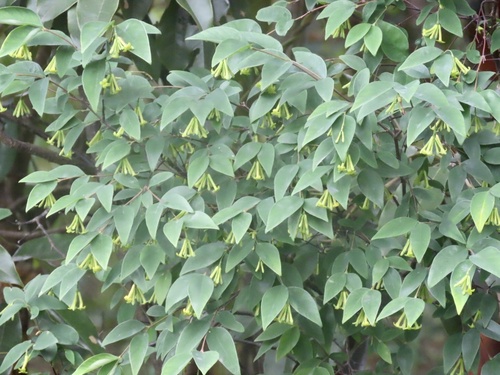Wikstroemia nutans (Wikstroemia nutans)