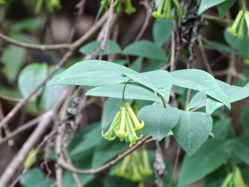 Wikstroemia nutans (Wikstroemia nutans)
