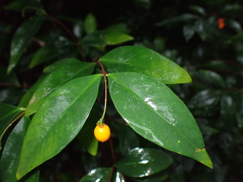 Wikstroemia nutans (Wikstroemia nutans)