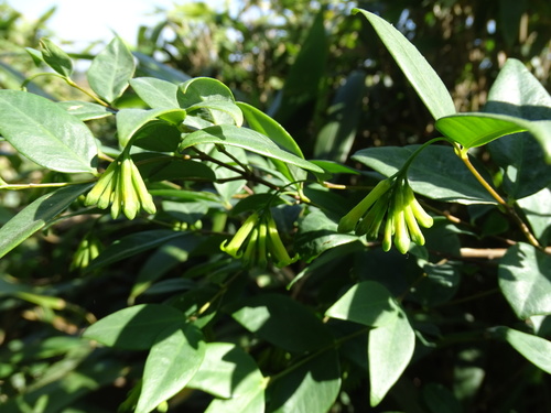 Wikstroemia nutans (Wikstroemia nutans)