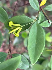 Wikstroemia nutans (Wikstroemia nutans)