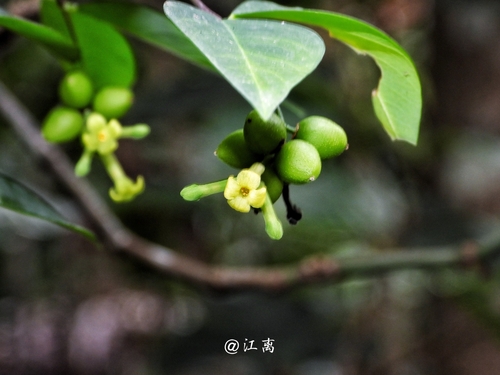 Wikstroemia nutans (Wikstroemia nutans)