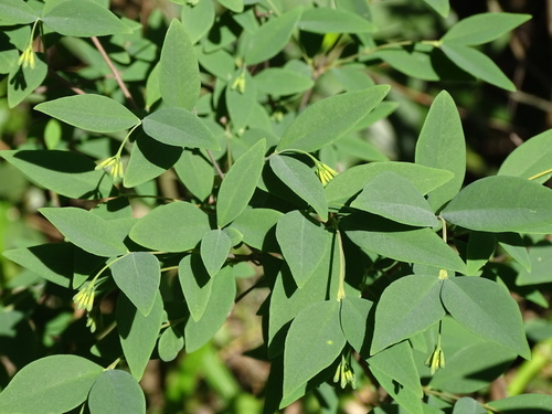 Wikstroemia nutans (Wikstroemia nutans)