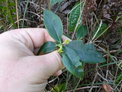 Oahu false ohelo (Wikstroemia oahuensis)