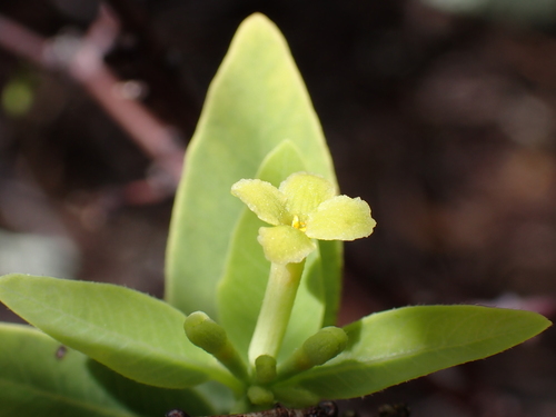 Oahu false ohelo (Wikstroemia oahuensis)