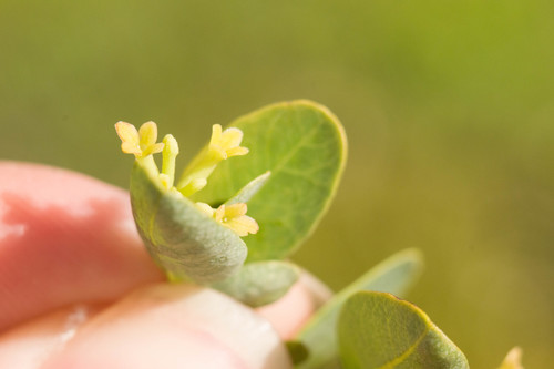 Oahu false ohelo (Wikstroemia oahuensis)