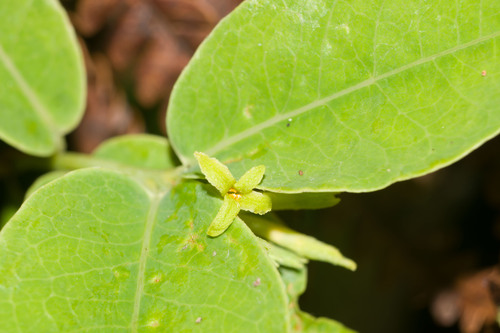 Oahu false ohelo (Wikstroemia oahuensis)