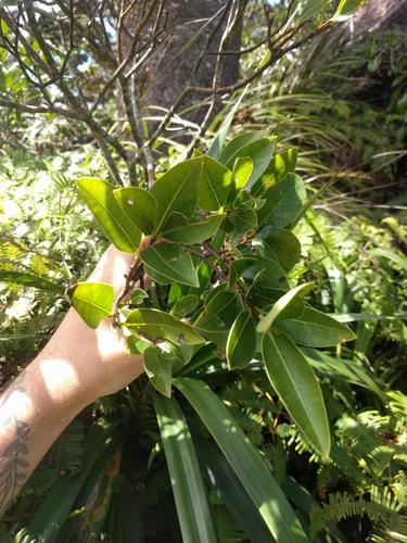 Oahu false ohelo (Wikstroemia oahuensis)