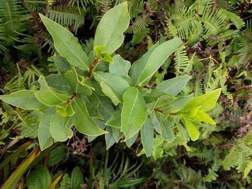 Oahu false ohelo (Wikstroemia oahuensis)