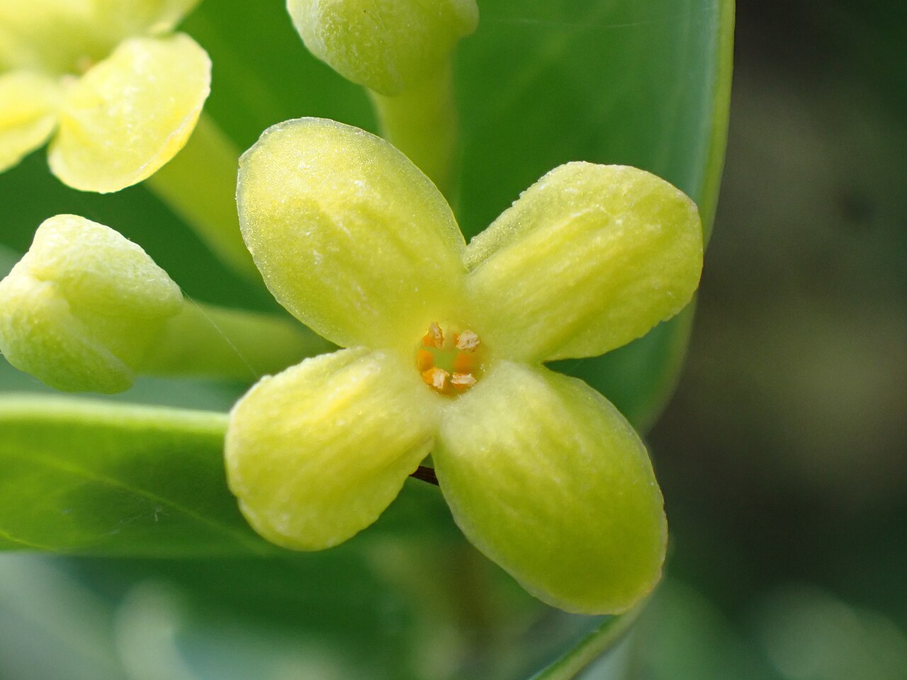 Wikstroemia retusa: アオガンピの花(2026年9月 沖縄県石垣市)