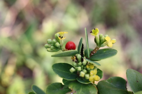 Wikstroemia retusa (Wikstroemia retusa)