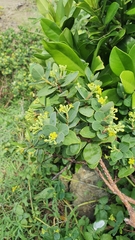 Wikstroemia retusa (Wikstroemia retusa)