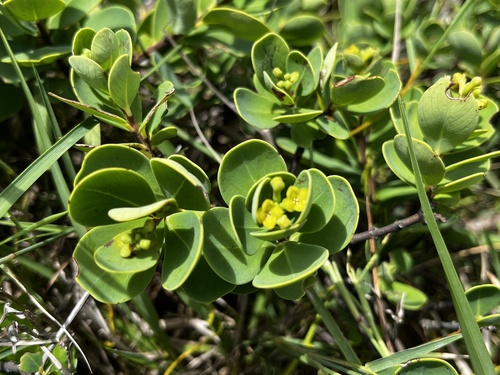 Wikstroemia retusa (Wikstroemia retusa)