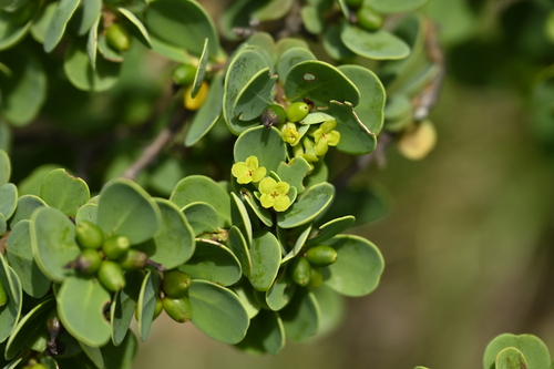 Wikstroemia retusa (Wikstroemia retusa)