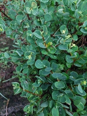 Wikstroemia retusa (Wikstroemia retusa)