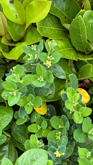 Wikstroemia retusa (Wikstroemia retusa)