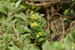 Wikstroemia retusa (Wikstroemia retusa)