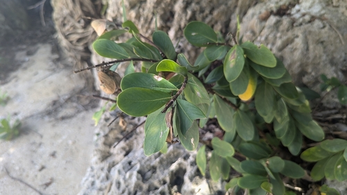 Wikstroemia retusa (Wikstroemia retusa)