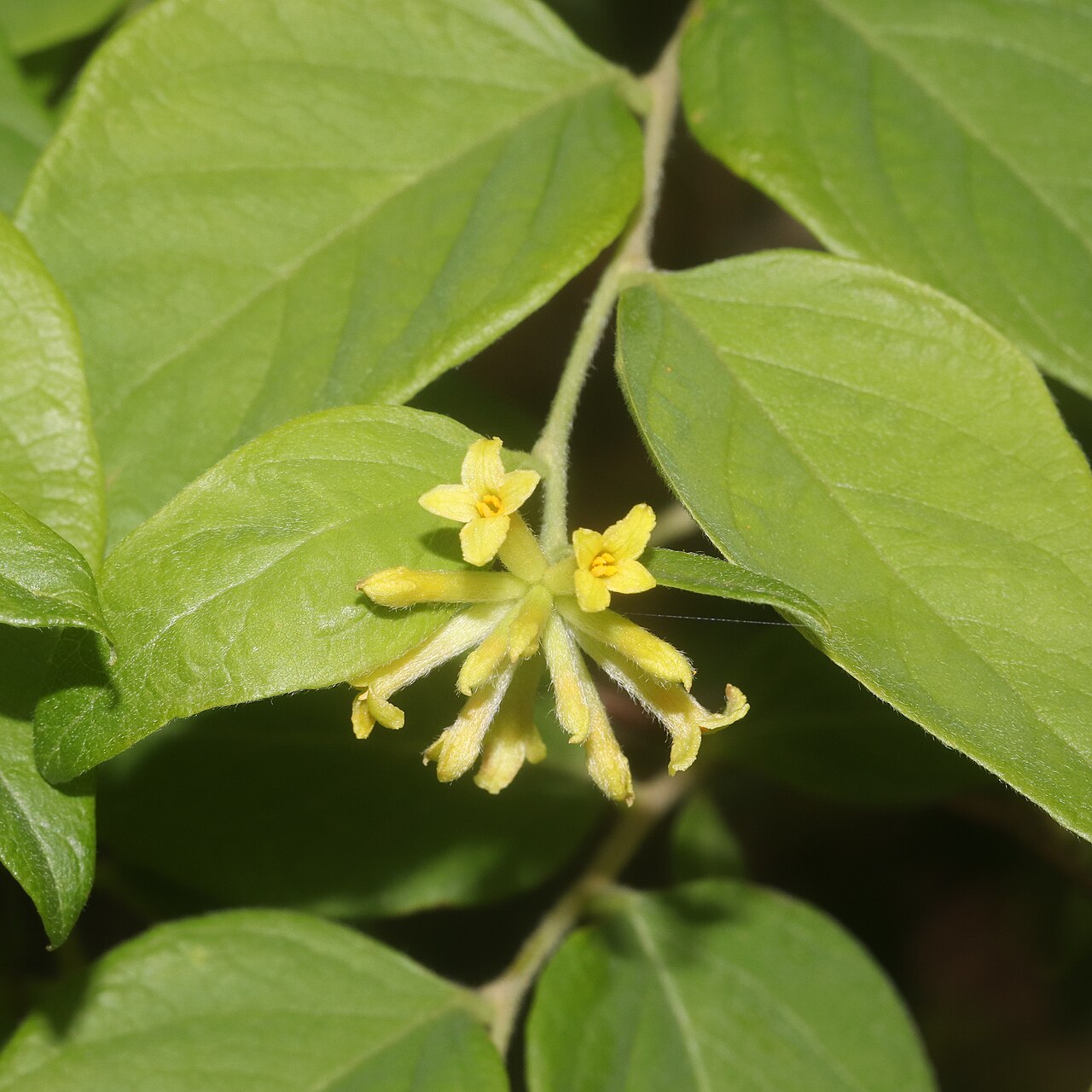 Wikstroemia sikokiana: Diplomorpha sikokiana in Mount Fujiwara, Inabe, Mie Prefecture, Japan.
