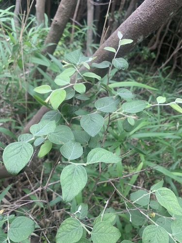Wikstroemia sikokiana (Wikstroemia sikokiana)