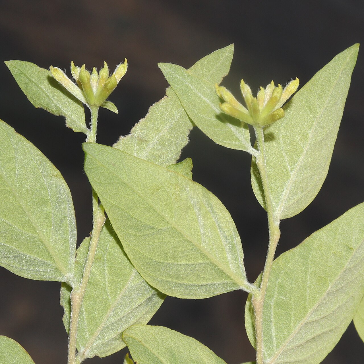 Wikstroemia sikokiana: Diplomorpha sikokiana in Mount Fujiwara, Inabe, Mie Prefecture, Japan.