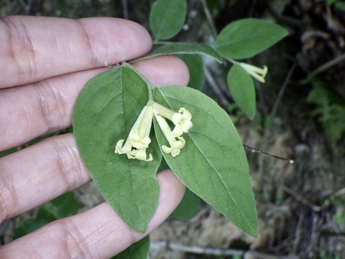 Wikstroemia sikokiana (Wikstroemia sikokiana)