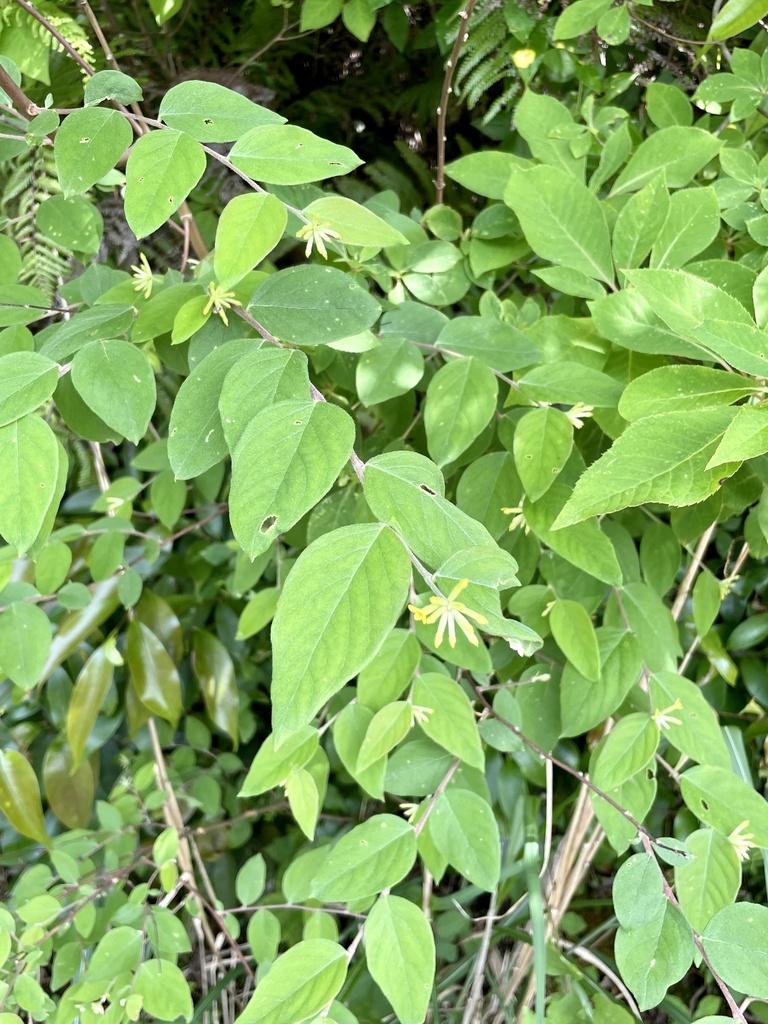 Wikstroemia sikokiana (Wikstroemia sikokiana)