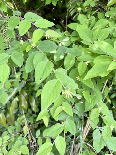 Wikstroemia sikokiana (Wikstroemia sikokiana)