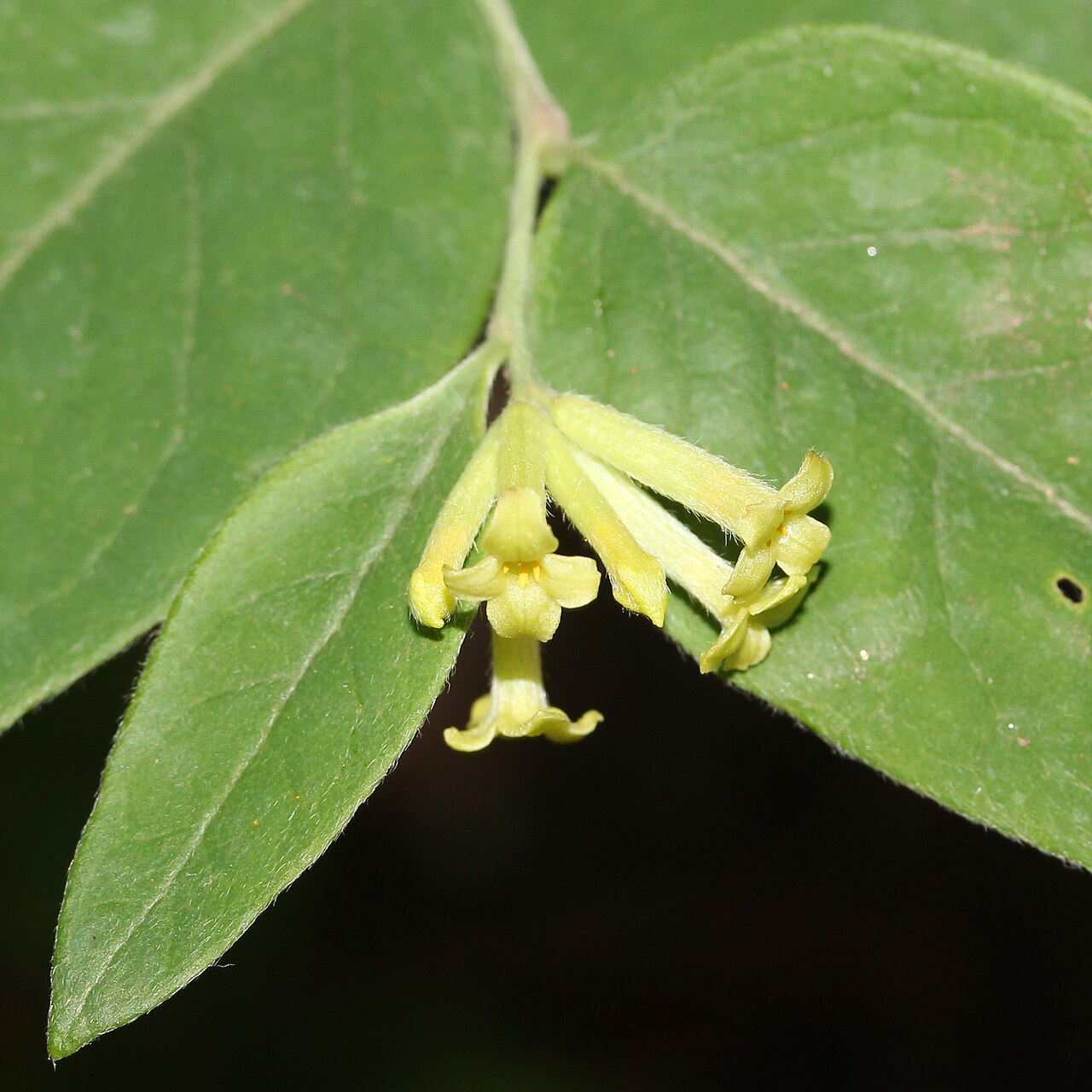 Wikstroemia sikokiana: Diplomorpha sikokiana in Mount Gozaisho, Komono, Mie Prefecture, Japan.