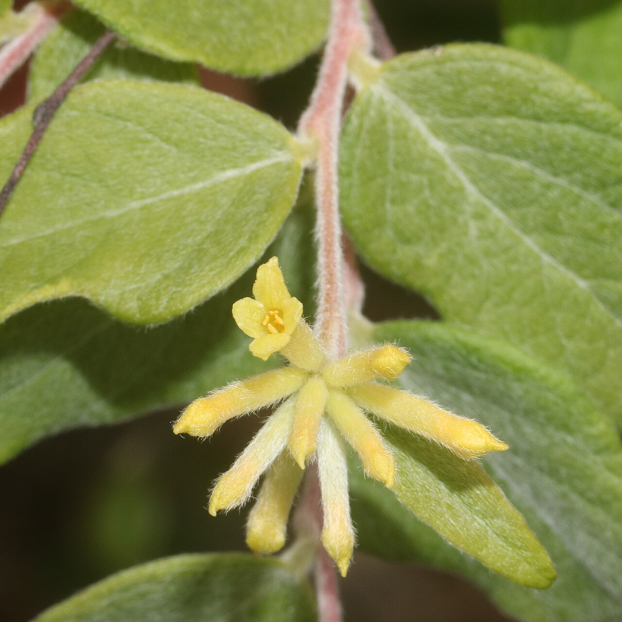 Wikstroemia sikokiana: Diplomorpha sikokiana in Yumihari Mountains, Shinshiro, Aichi Prefecture, Japan.