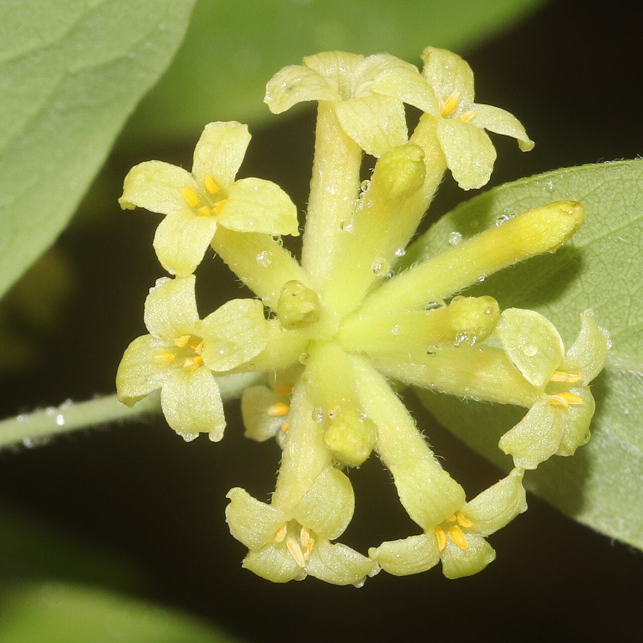 Wikstroemia sikokiana: Diplomorpha sikokiana in Mount Tonmaku, Hamamatsu, Shizuoka Prefecture, Japan